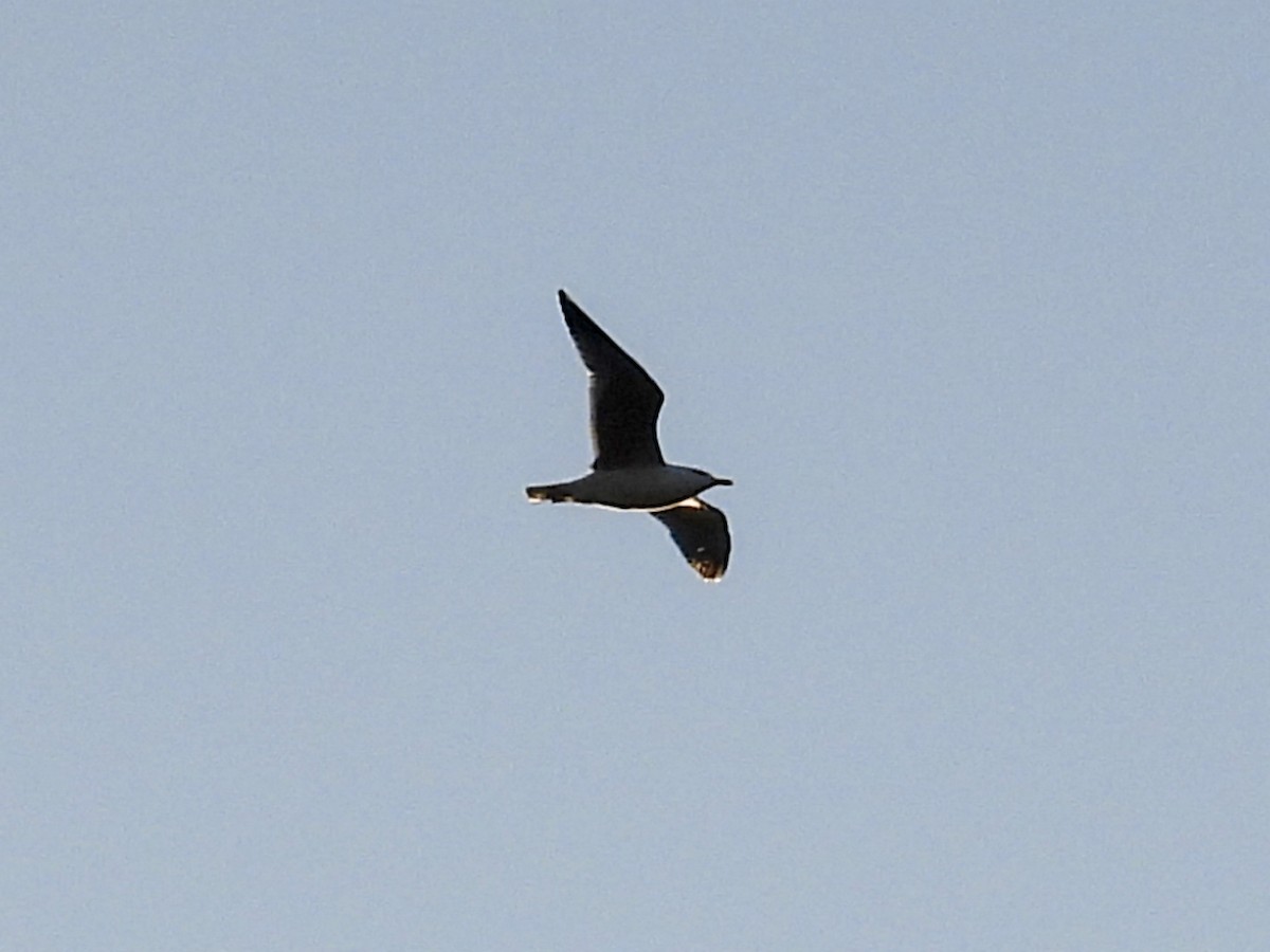 Yellow-legged Gull - ML634016751