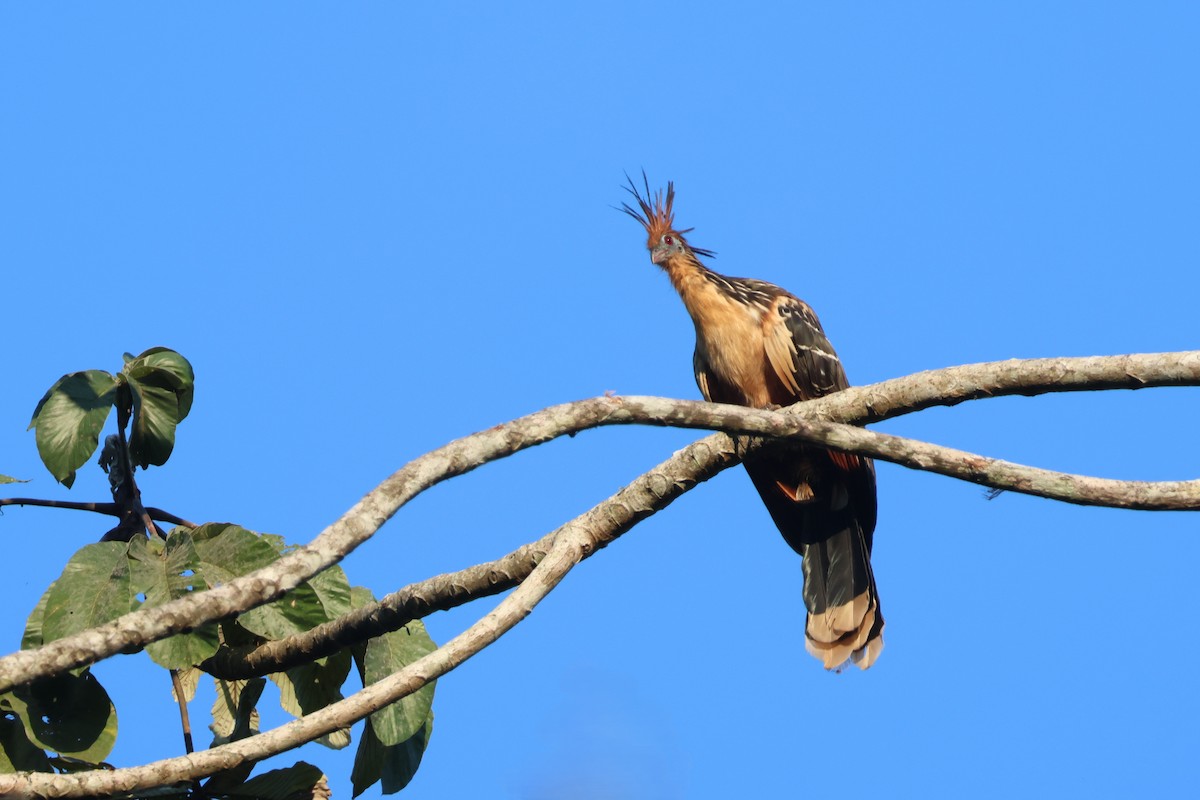 Hoatzin - ML634016817