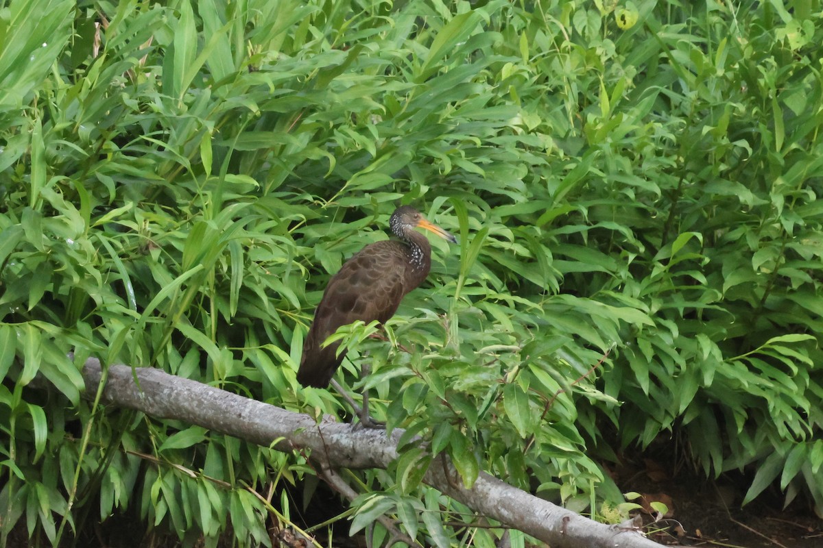 Limpkin (Brown-backed) - ML634016831