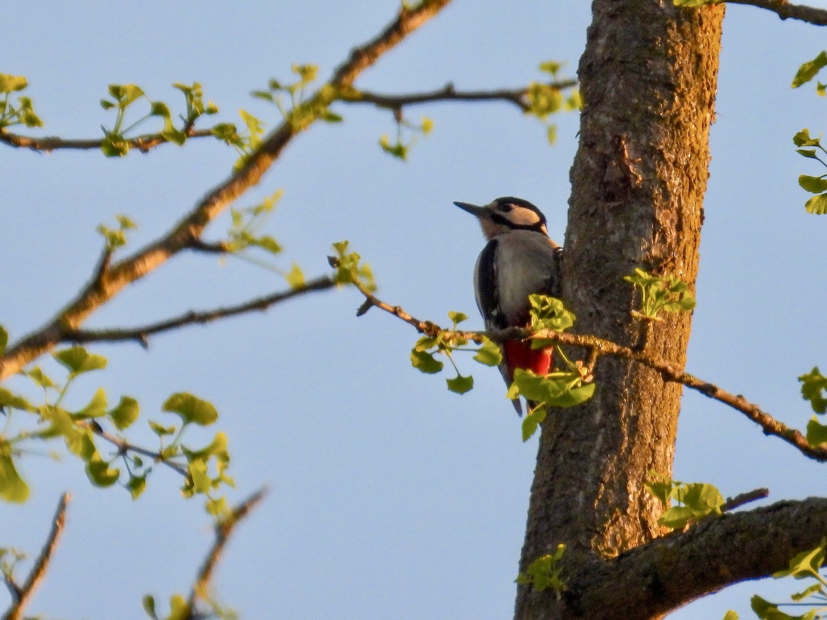 Great Spotted Woodpecker - ML634016843