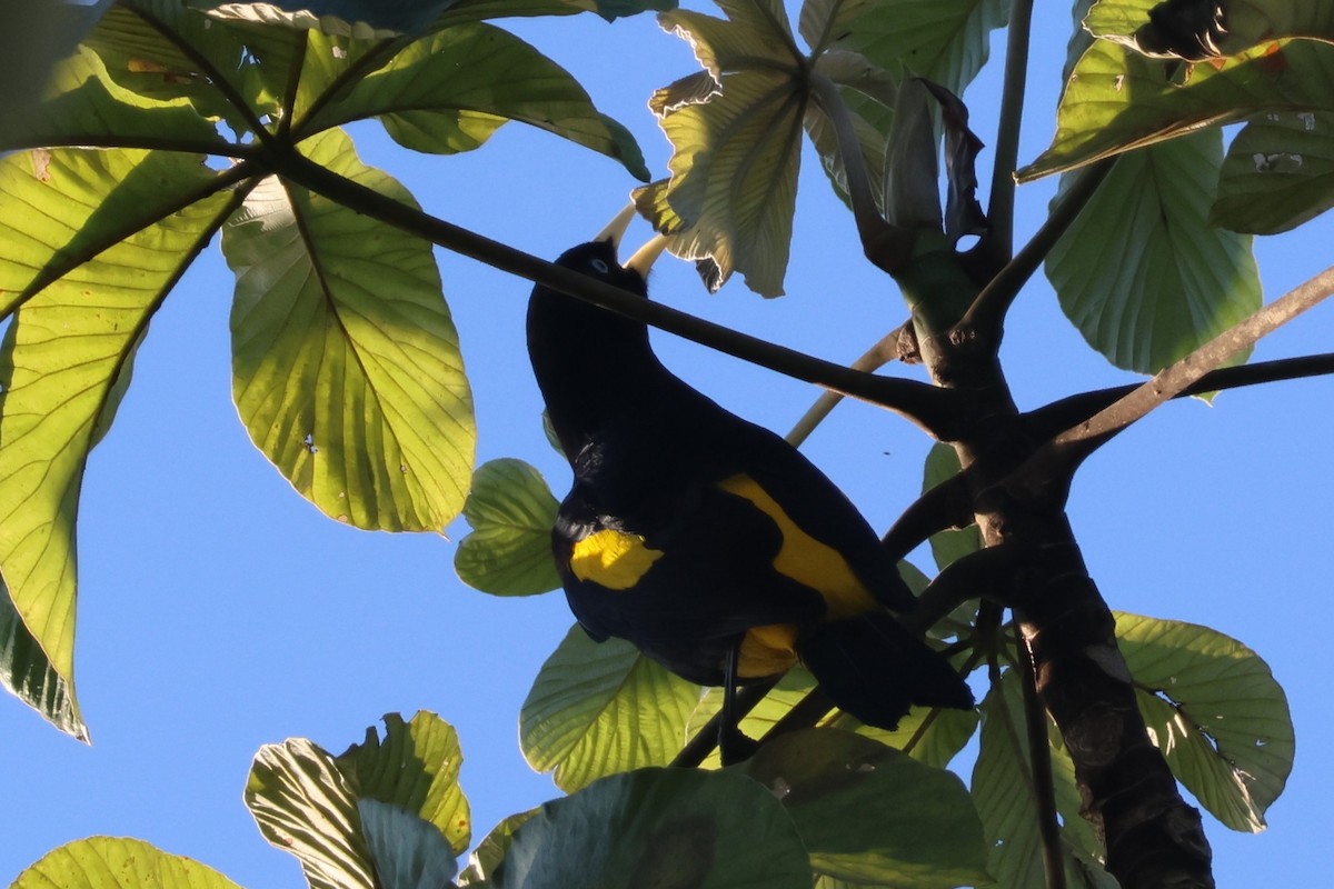 Yellow-rumped Cacique (Amazonian) - ML634016863
