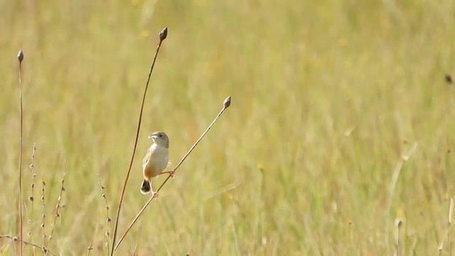 Cisticole des joncs - ML634016897