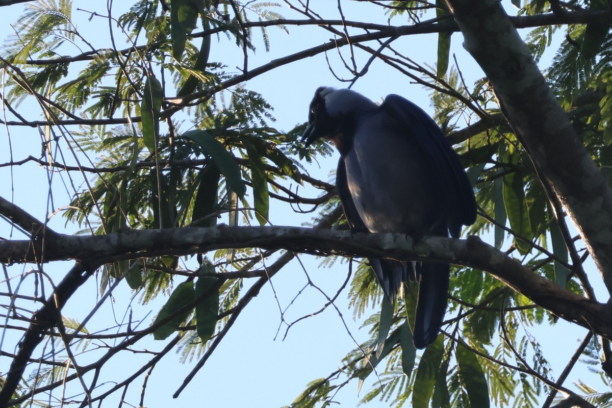 Violaceous Jay - ML634016949