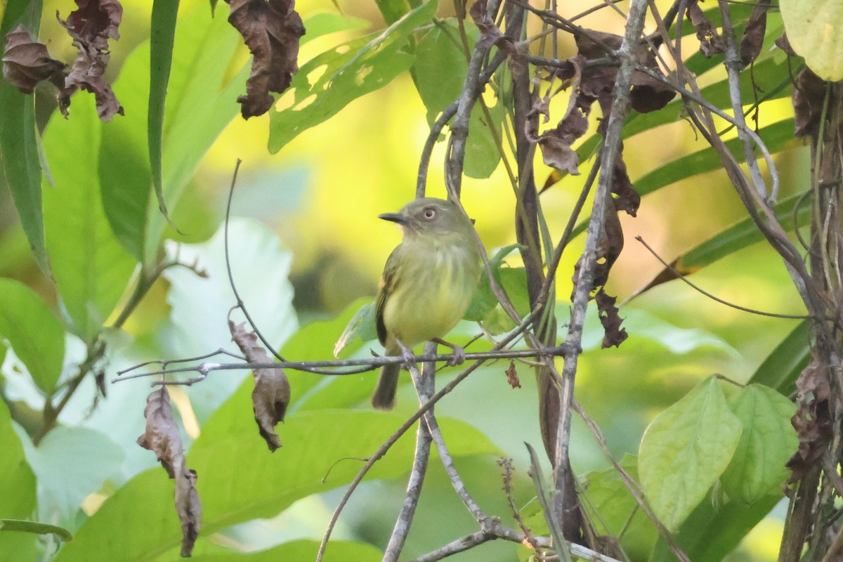 Johannes's Tody-Tyrant - ML634016975