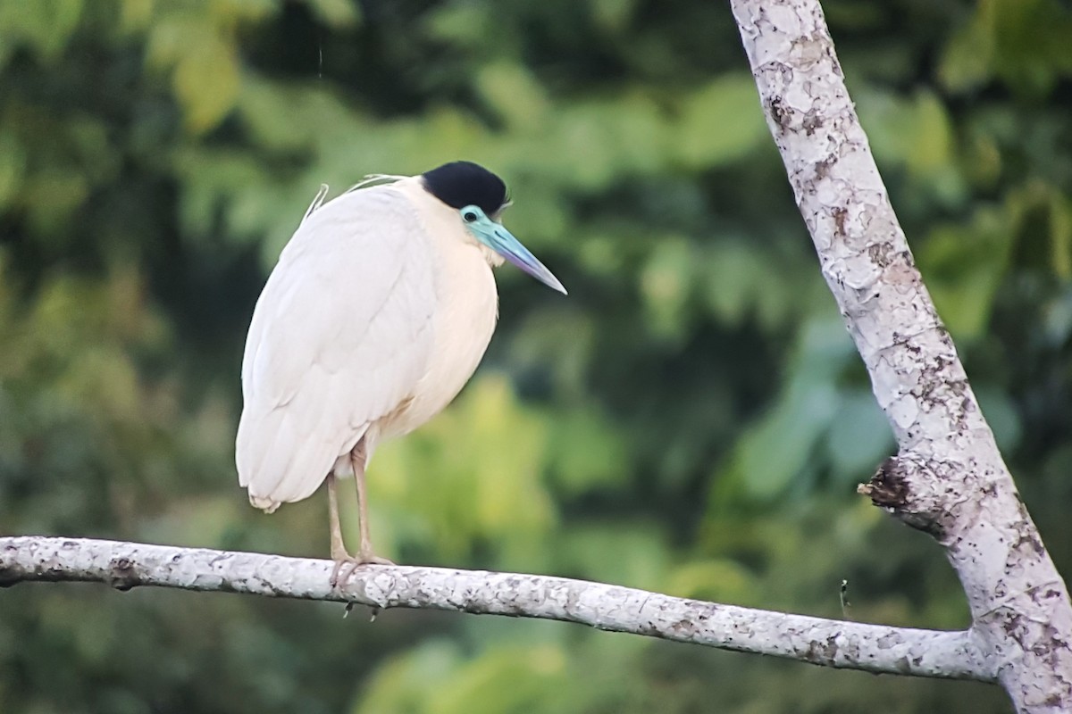 Capped Heron - ML634017018