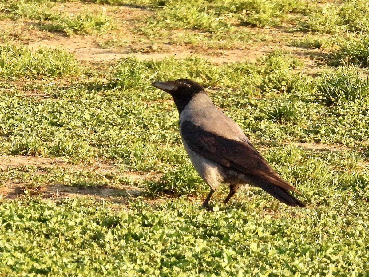 Hooded Crow - ML634017045