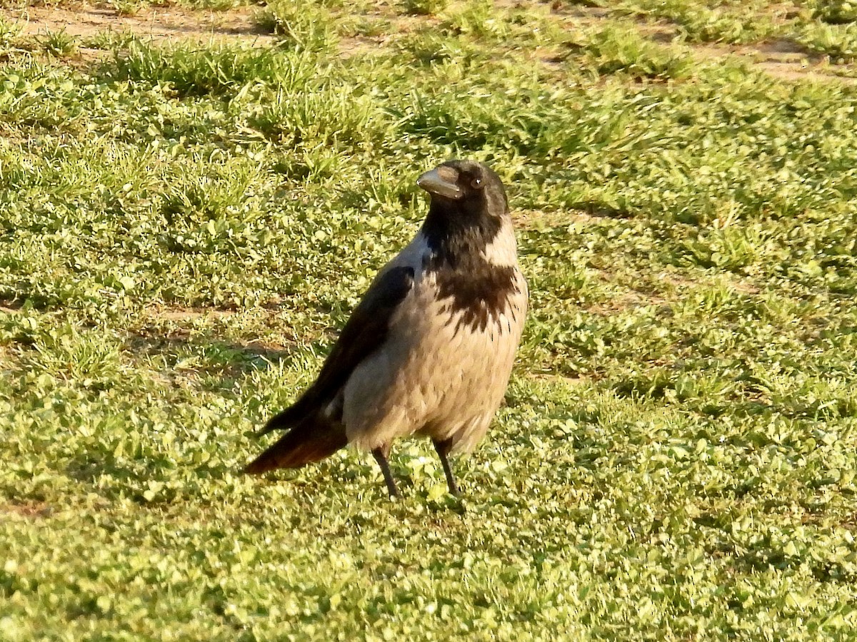 Hooded Crow - ML634017046