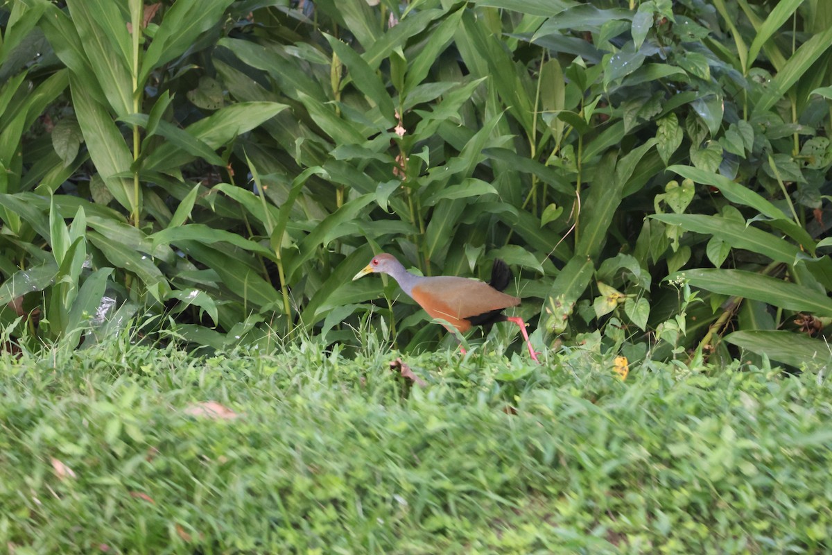Gray-cowled Wood-Rail (Gray-cowled) - ML634017049
