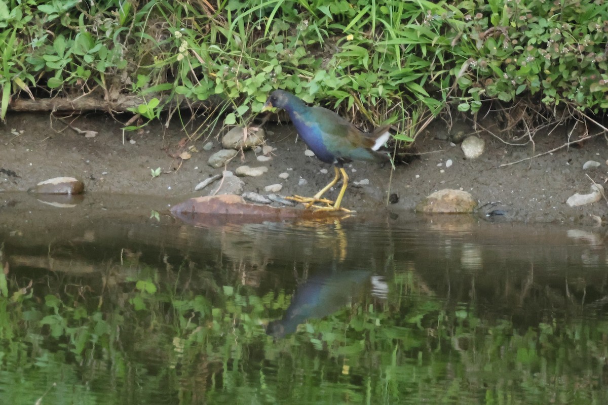 Purple Gallinule - ML634017084