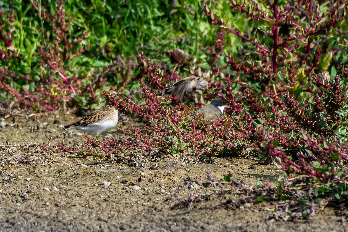 Graubrust-Strandläufer - ML634017088