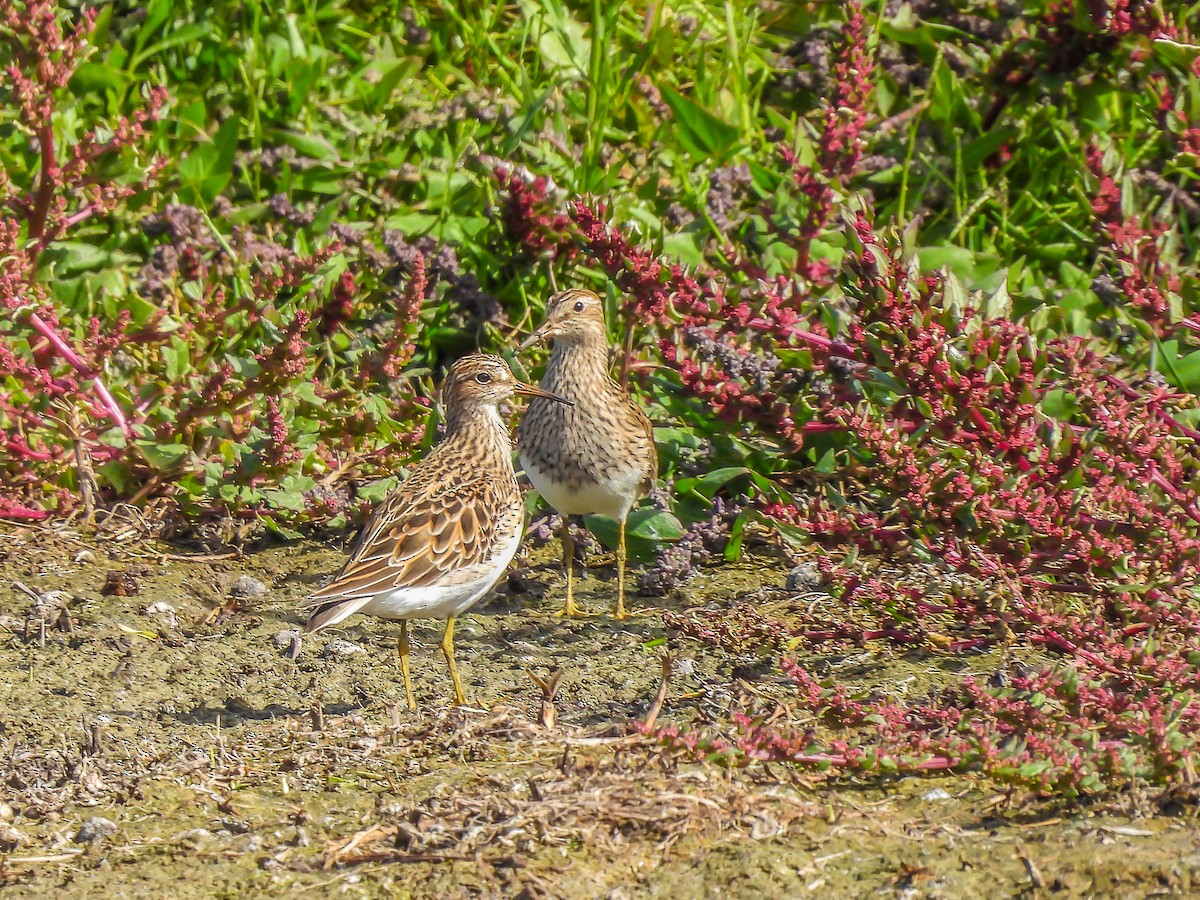 Graubrust-Strandläufer - ML634017089