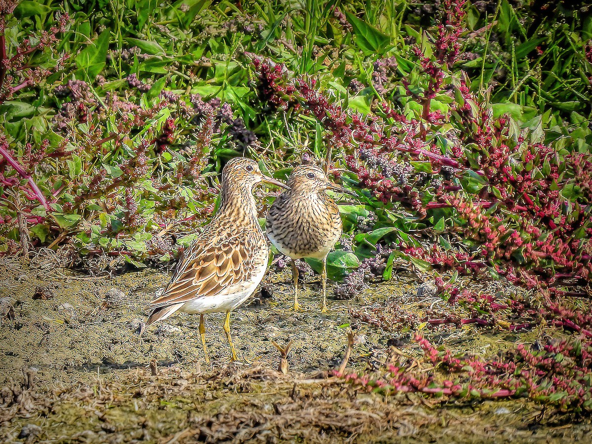 Graubrust-Strandläufer - ML634017090