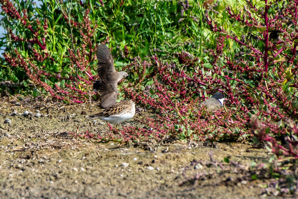 Graubrust-Strandläufer - ML634017091