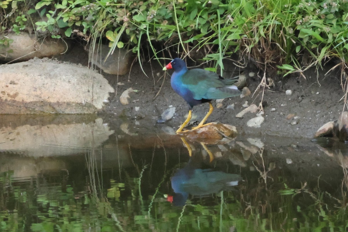 Purple Gallinule - ML634017107