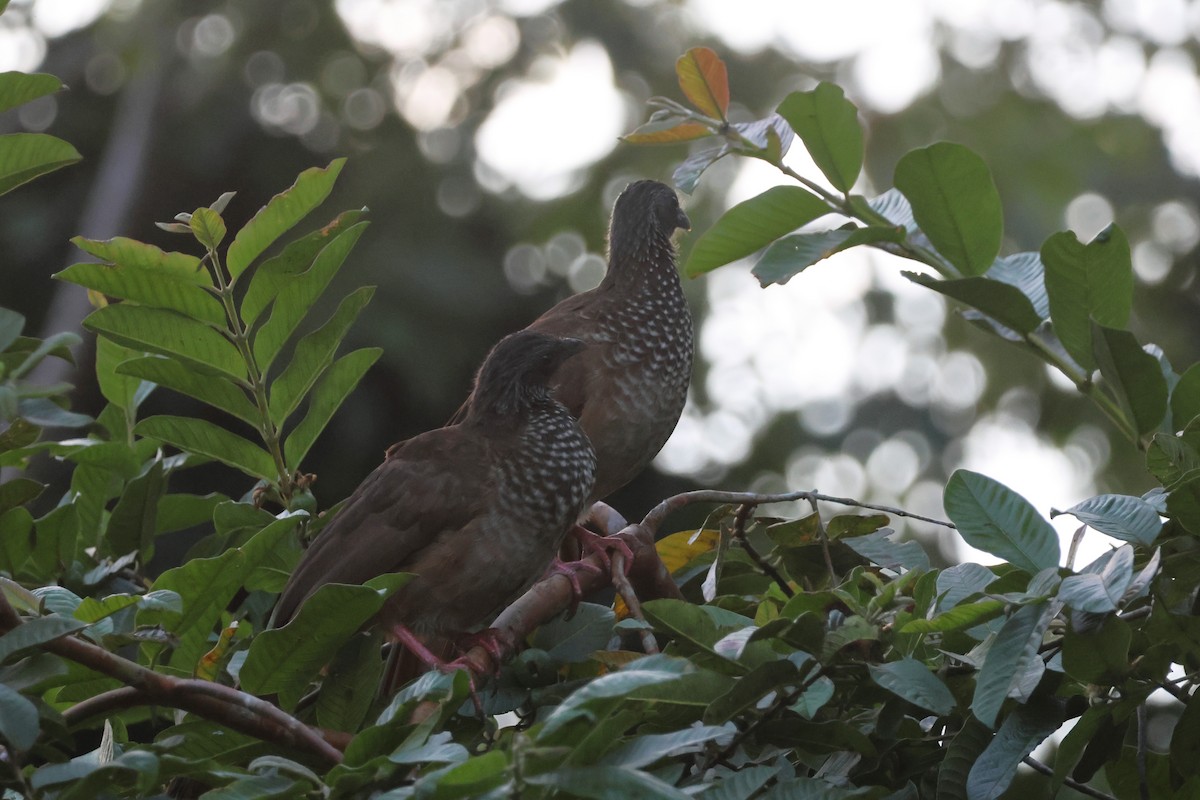 Speckled Chachalaca (Speckled) - ML634017161