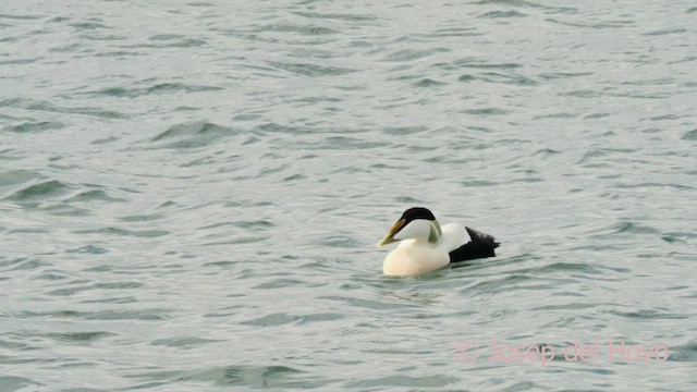 Common Eider - ML634017174