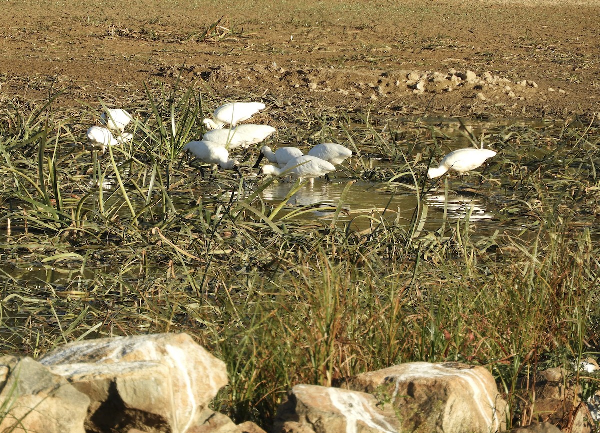 Espátula Real - ML634017183
