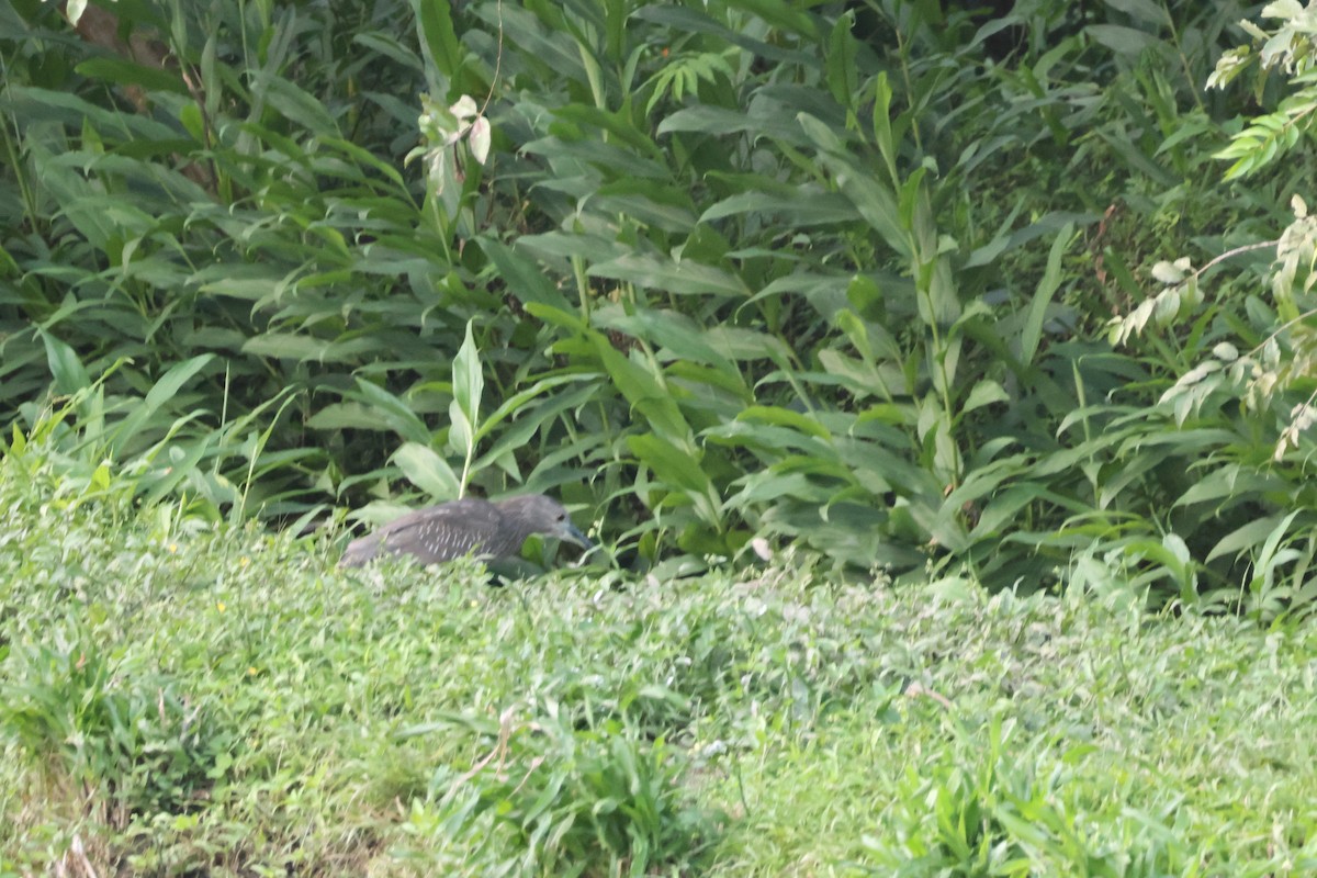 Black-crowned Night Heron - ML634017191