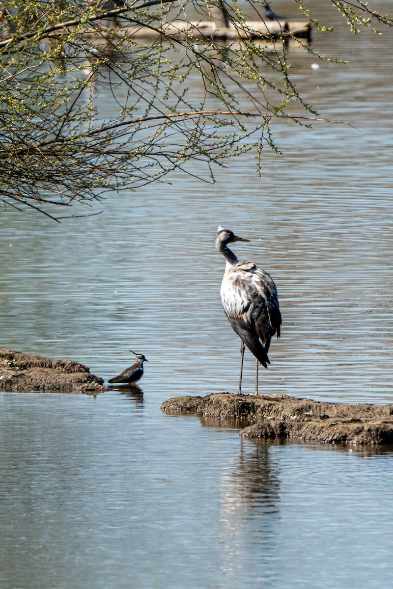 Common Crane - ML634017233