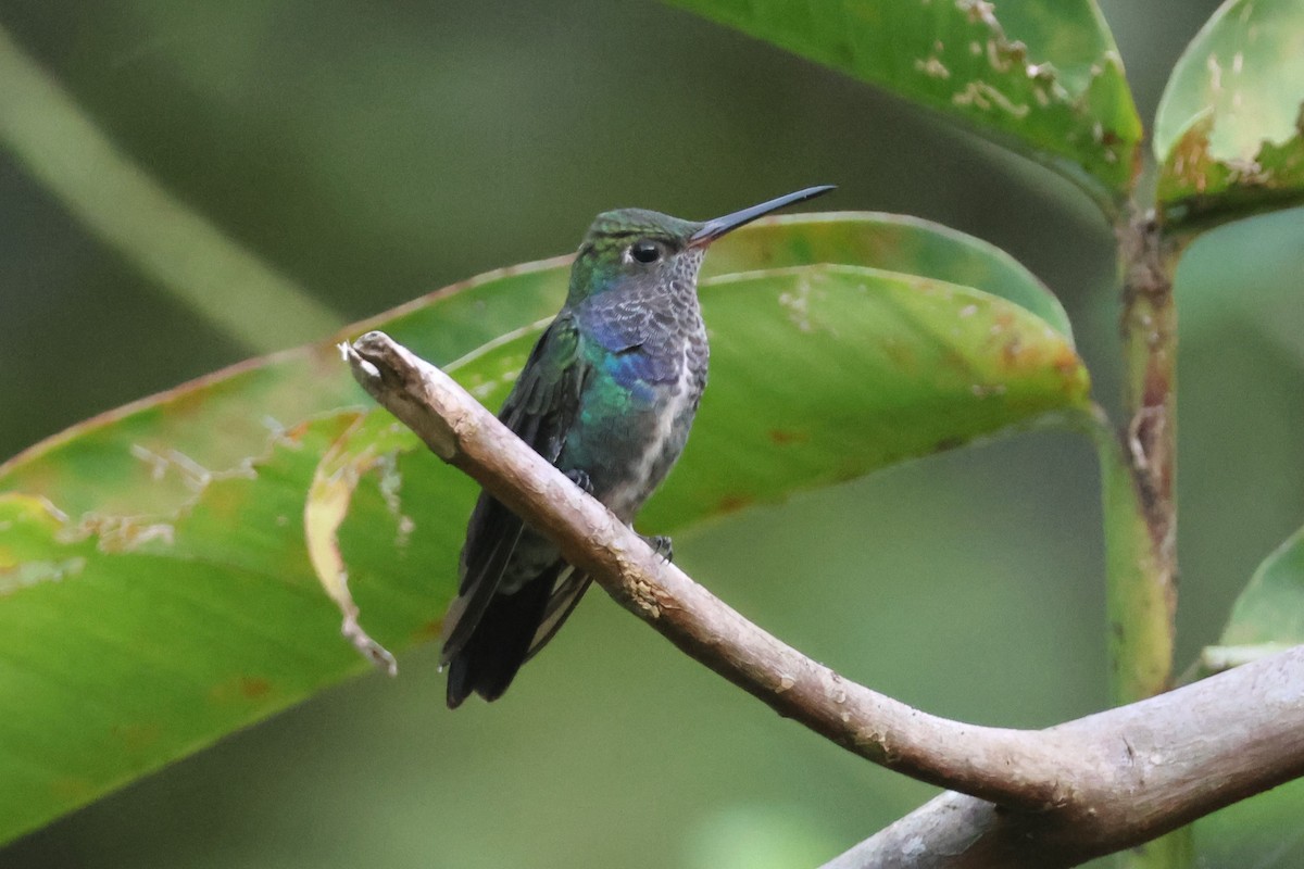 Sapphire-spangled Emerald (Spot-vented) - ML634017274