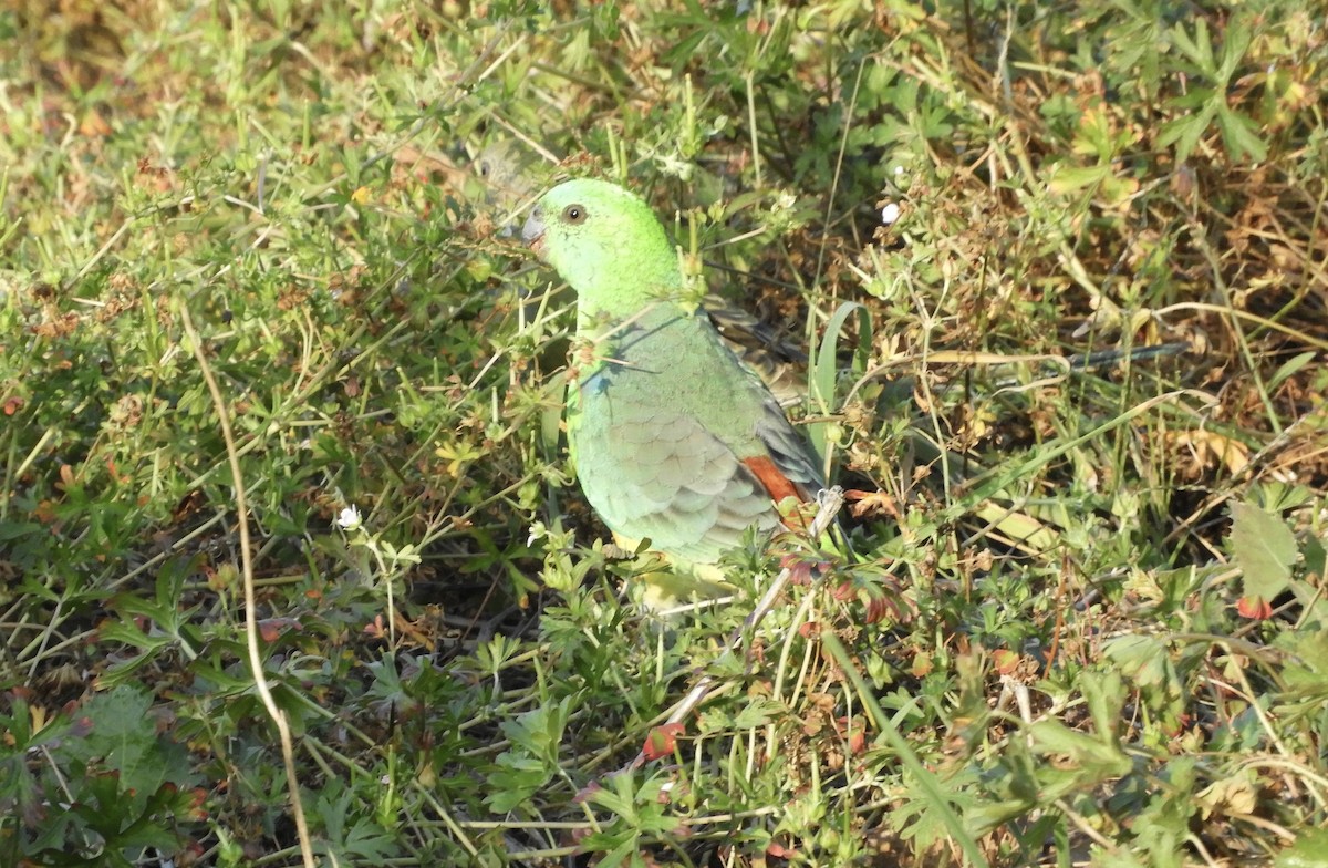 Perico Dorsirrojo - ML634017290