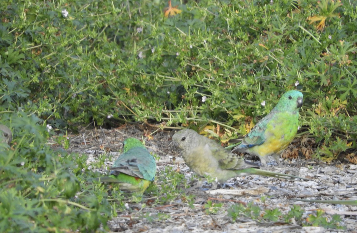 Red-rumped Parrot - ML634017291