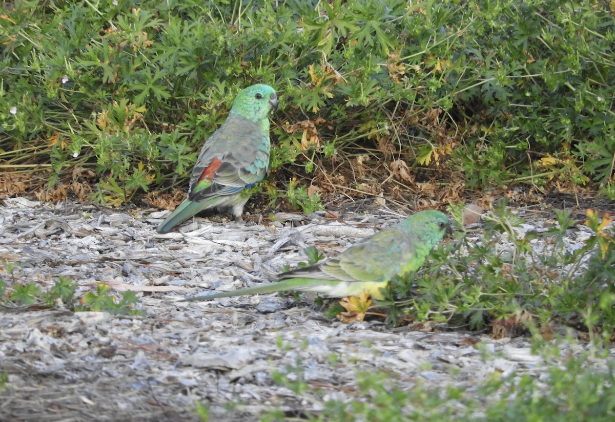 Red-rumped Parrot - ML634017293