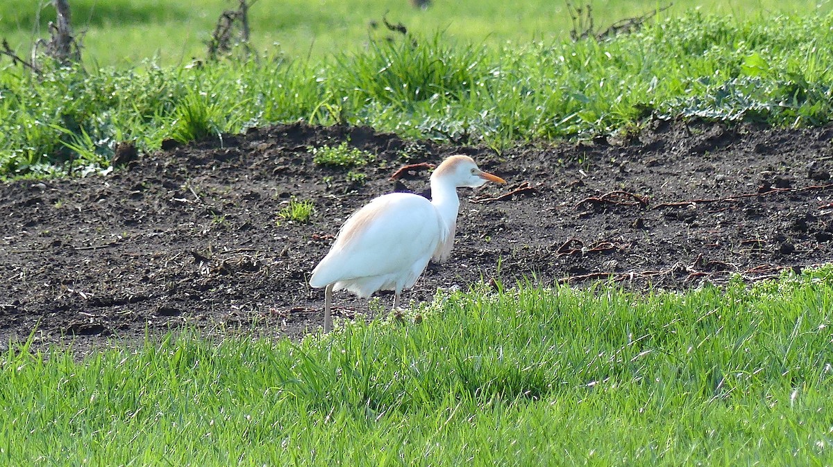 Western Cattle-Egret - ML634017297