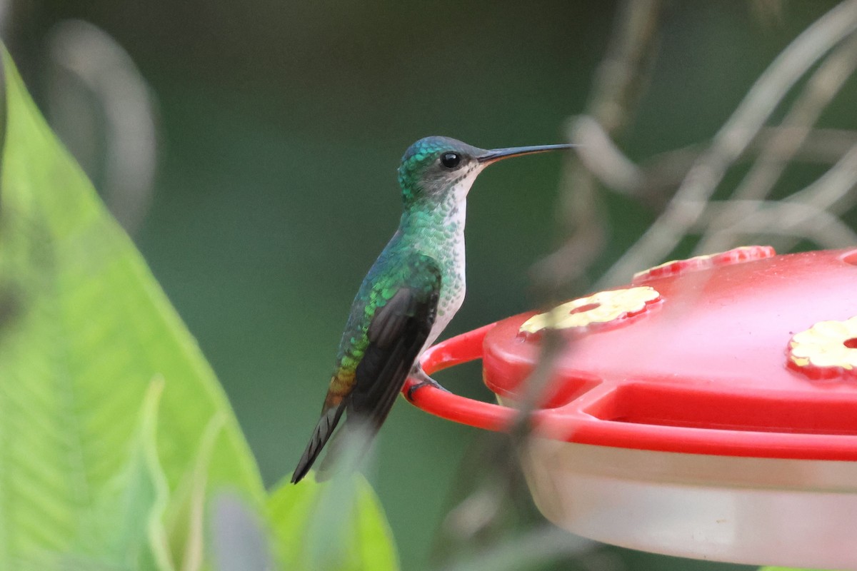 Golden-tailed Sapphire - ML634017298