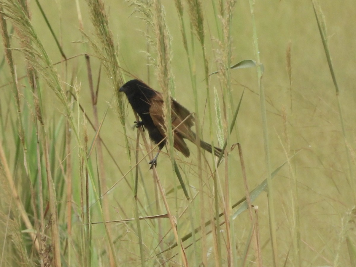 Black Coucal - ML634017302