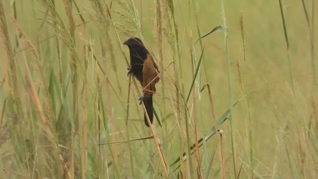 Black Coucal - ML634017304