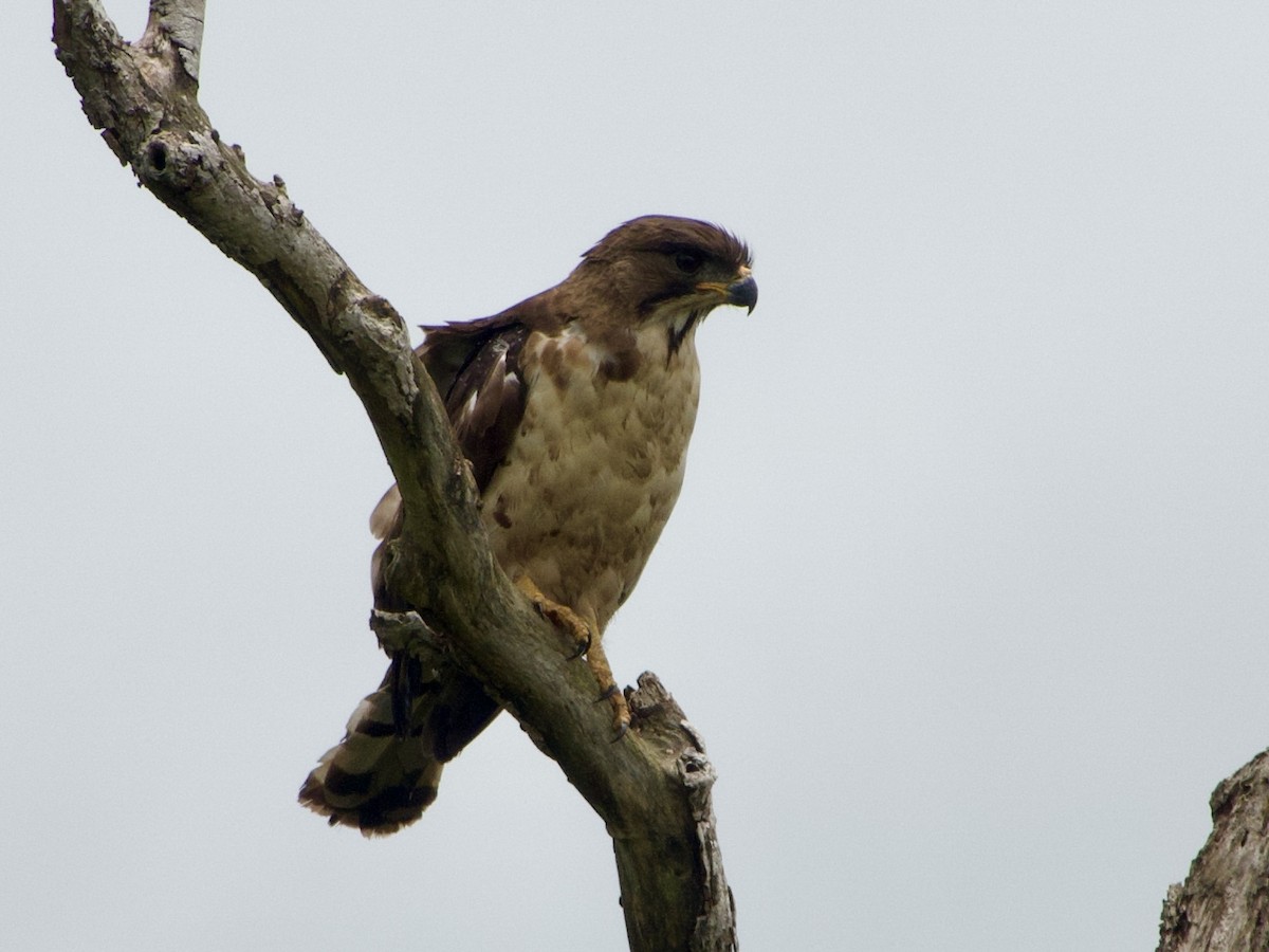 Congo Snake-Eagle - ML634017312