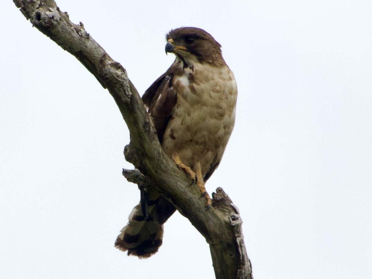 Congo Snake-Eagle - ML634017313