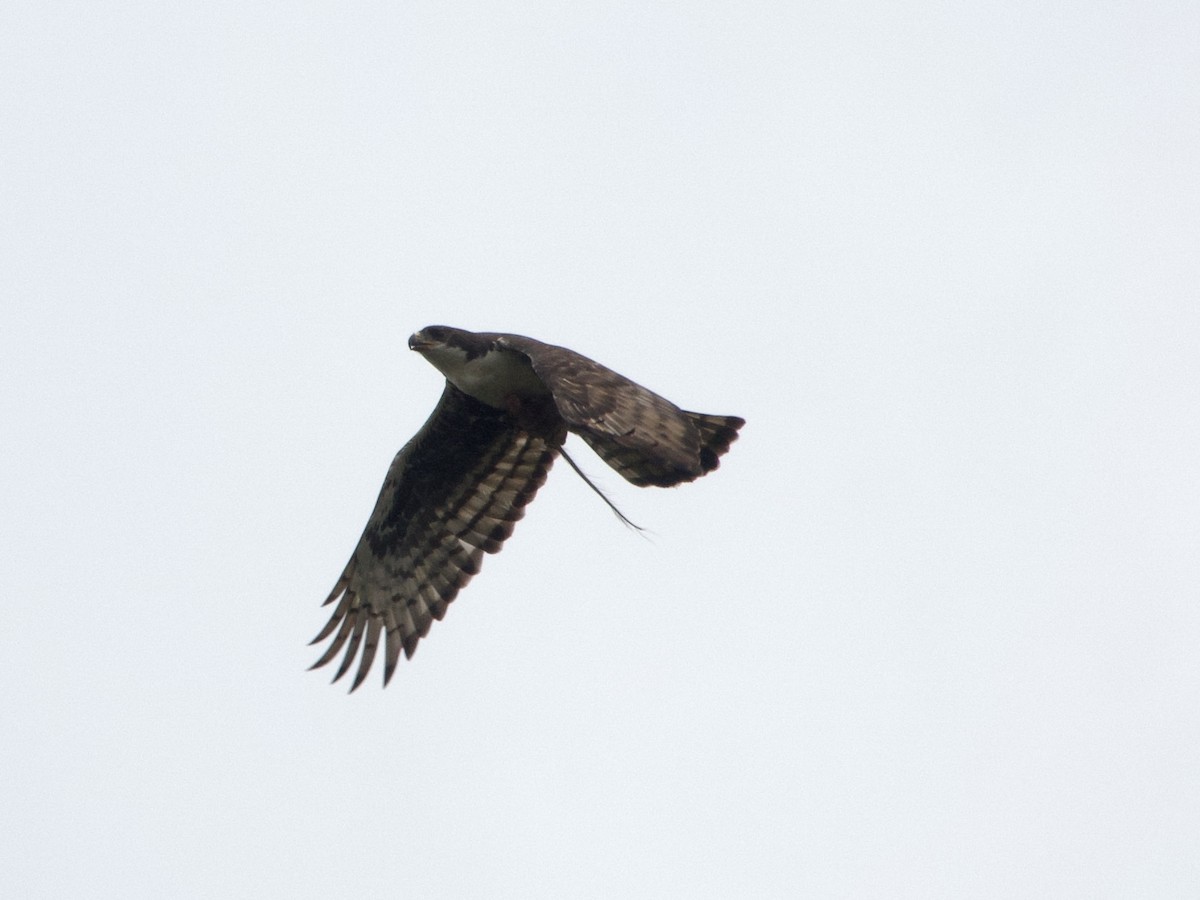 Cassin's Hawk-Eagle - ML634017323