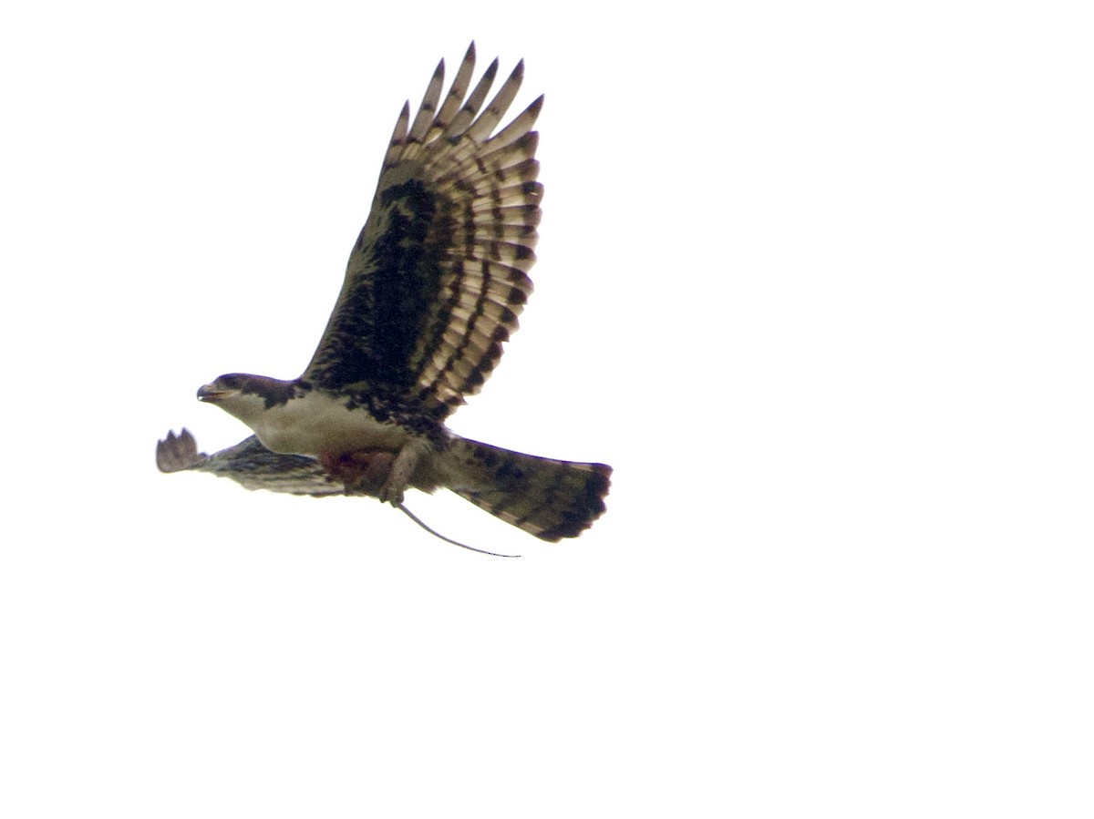Cassin's Hawk-Eagle - ML634017324