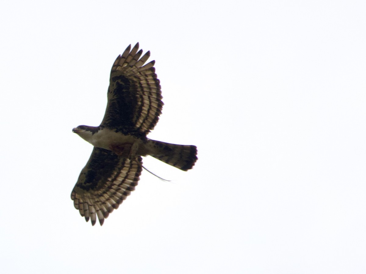 Cassin's Hawk-Eagle - ML634017325