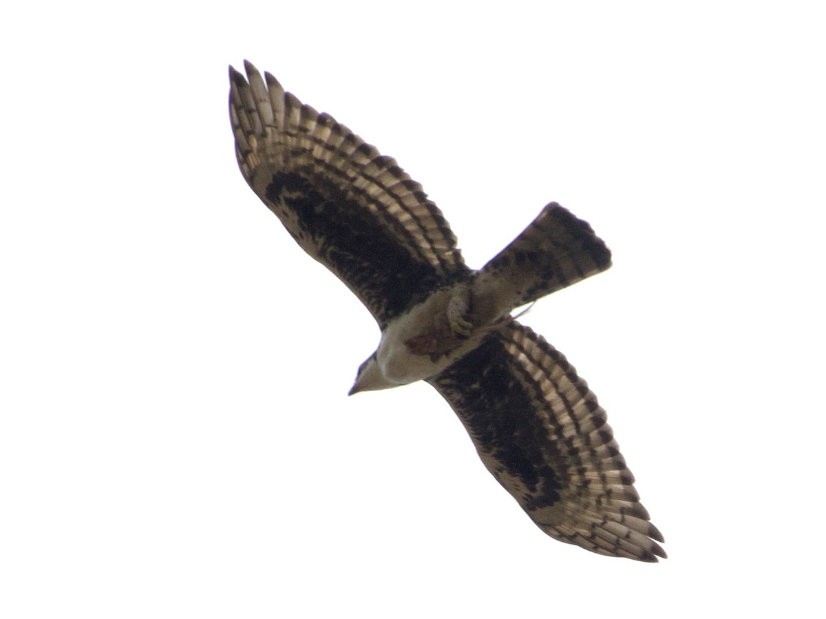 Cassin's Hawk-Eagle - ML634017326