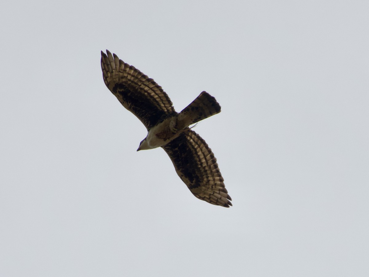 Cassin's Hawk-Eagle - ML634017328
