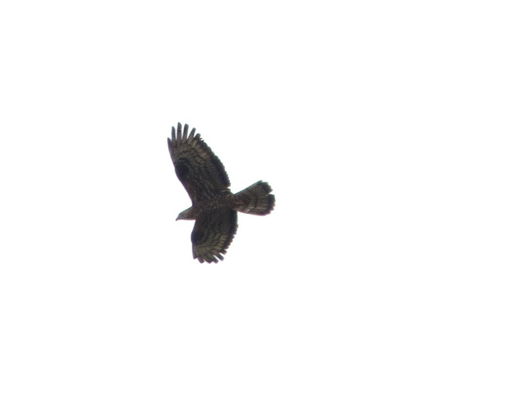 European Honey-buzzard - ML634017343
