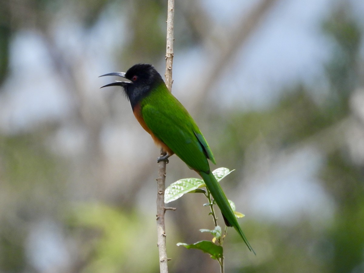 Black-headed Bee-eater - ML634017353