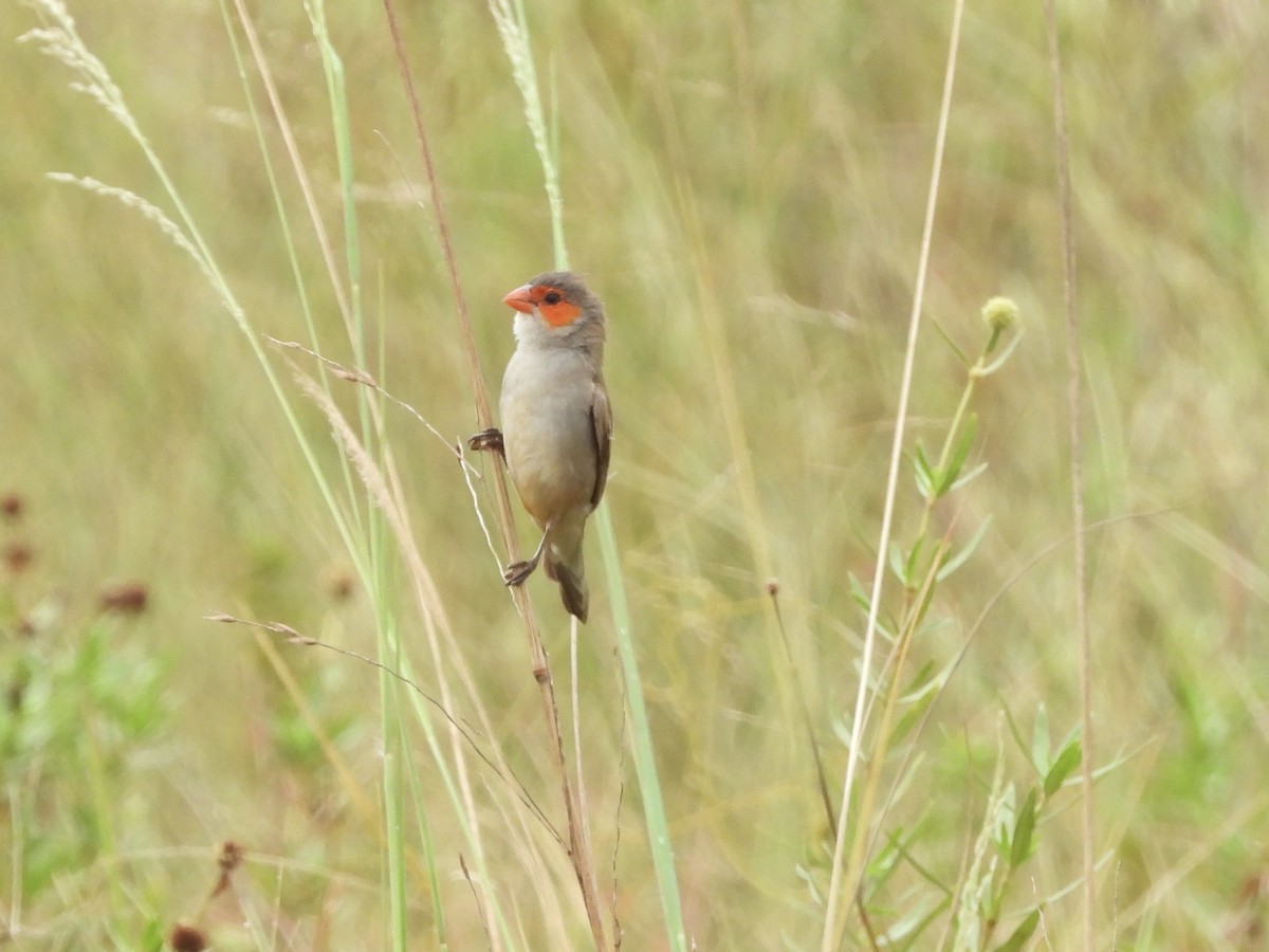 Orange-cheeked Waxbill - ML634017390