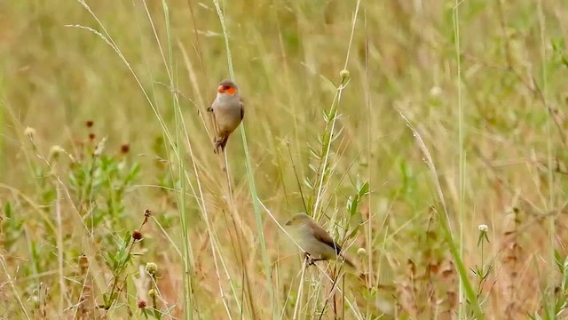Orange-cheeked Waxbill - ML634017393