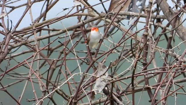 Orange-cheeked Waxbill - ML634017394