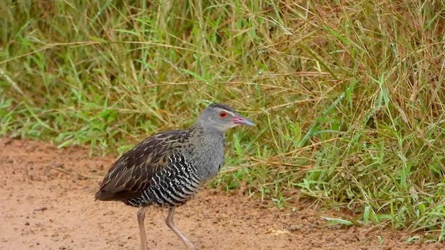 African Crake - ML634017412