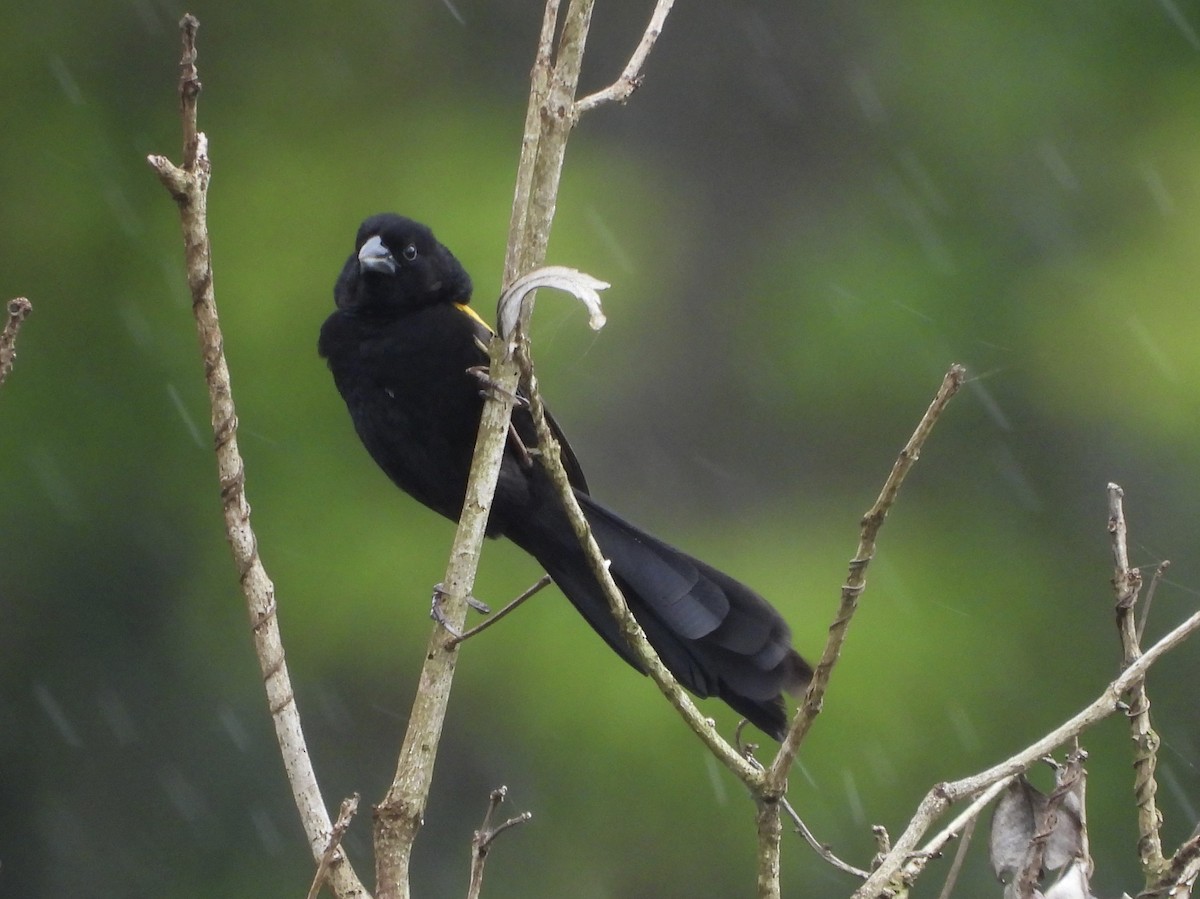 Yellow-mantled Widowbird - ML634017416