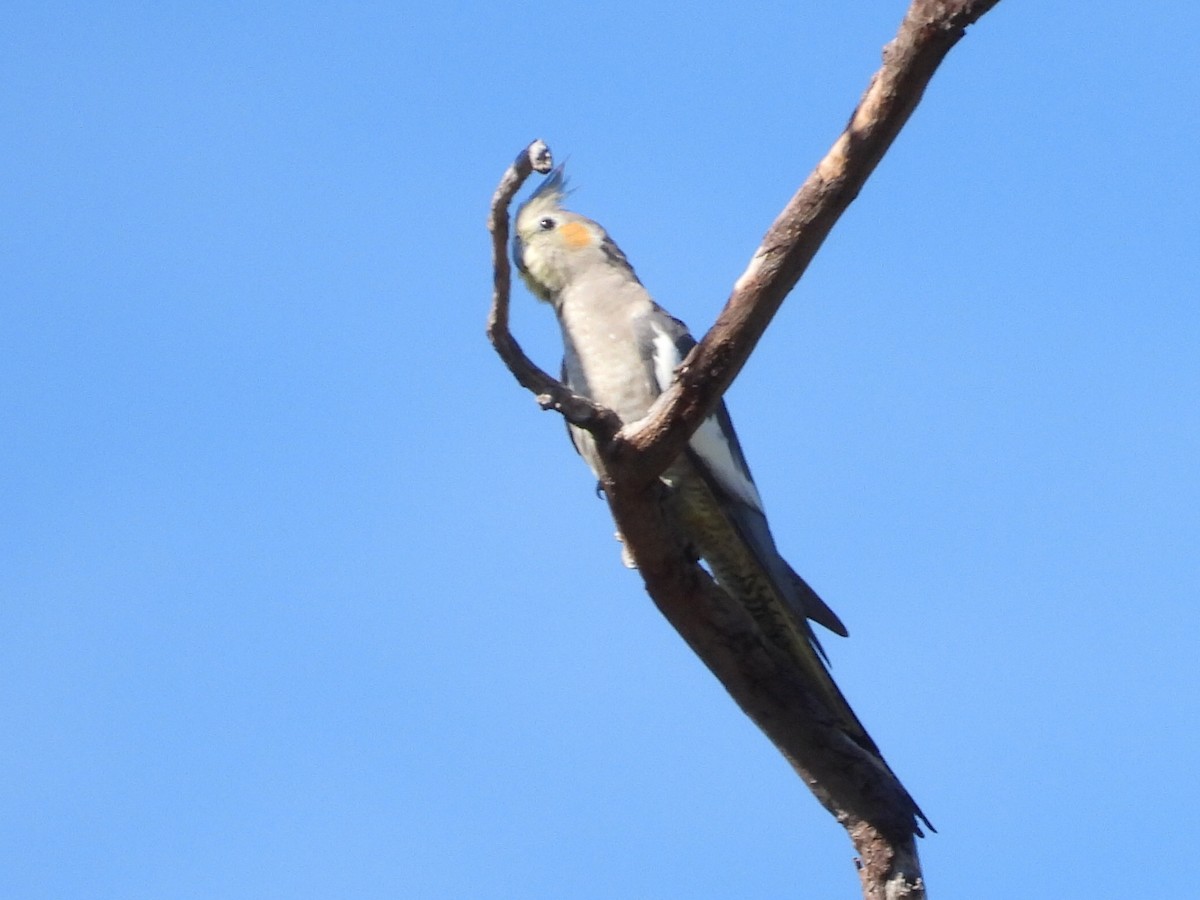 Cockatiel - ML634017418
