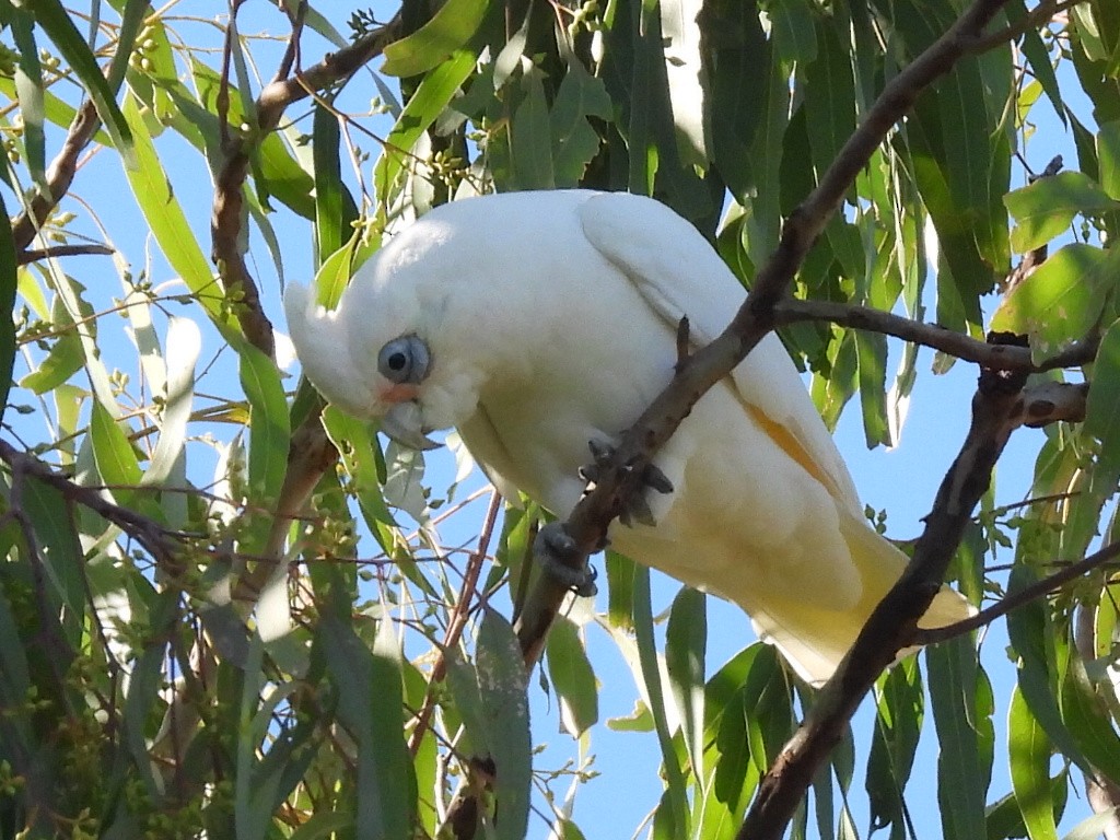Little Corella - ML634017423