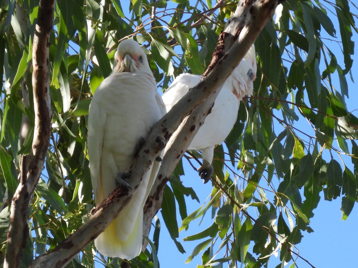 Little Corella - ML634017424