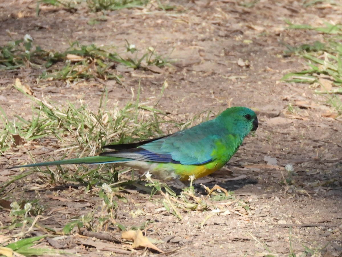 Red-rumped Parrot - ML634017433