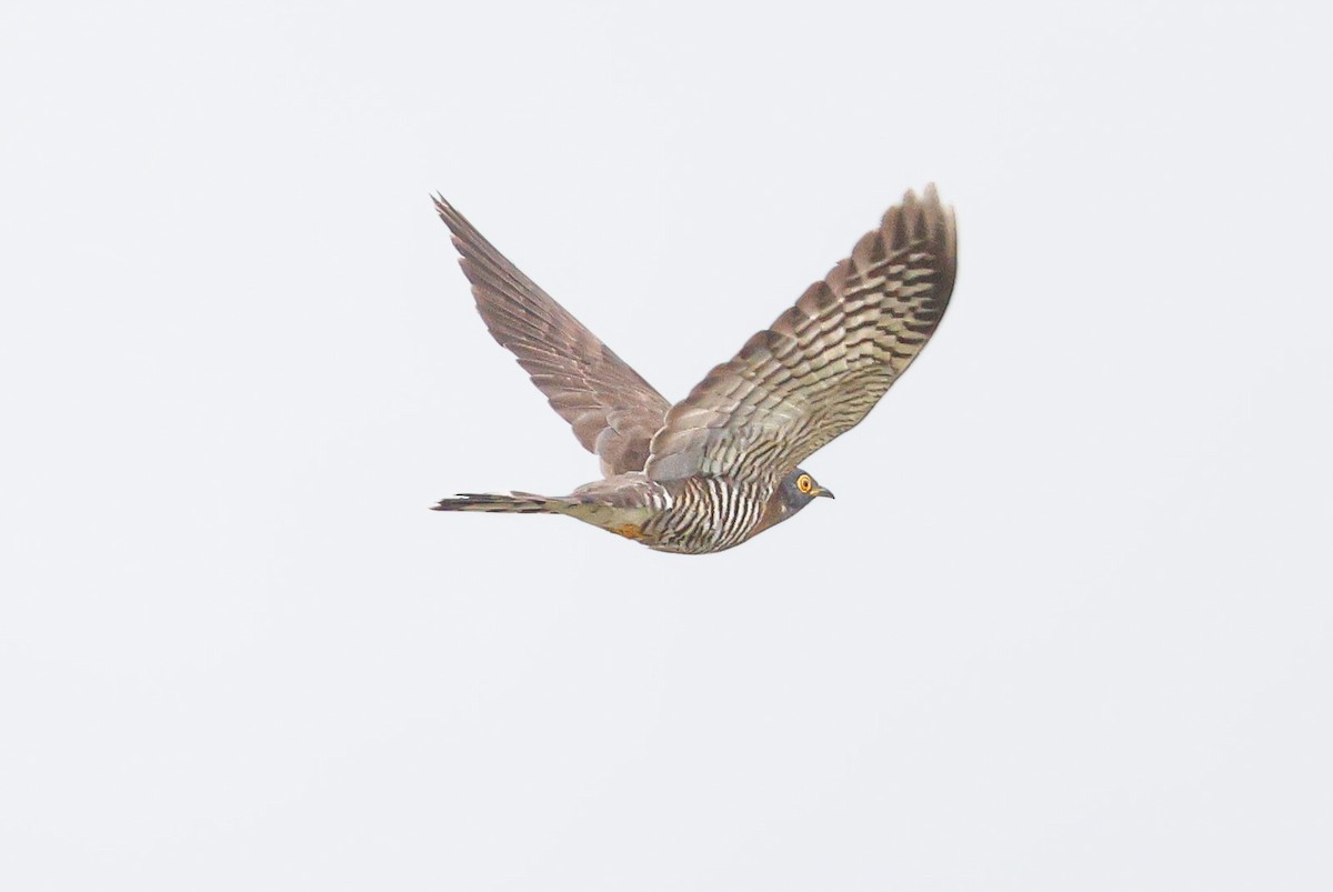 Large Hawk-Cuckoo - ML634017468